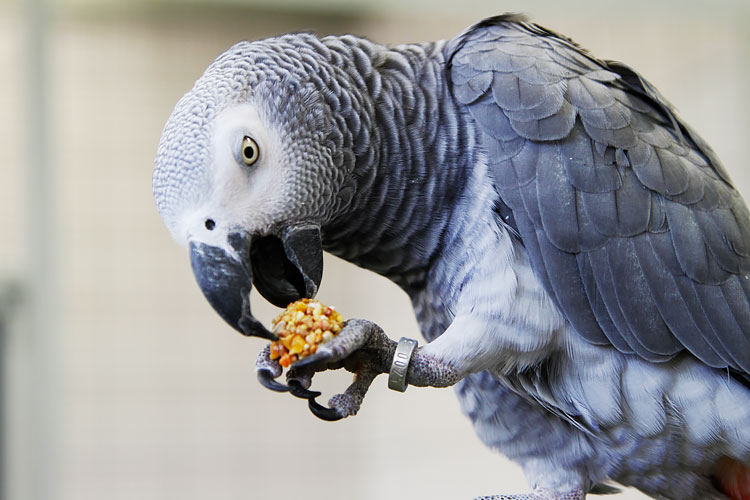 Papegaai eet nutriberry