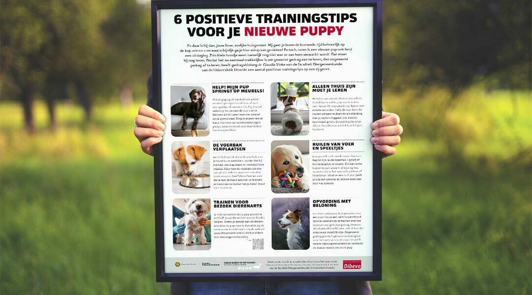 Informatieposter: trainingstips voor puppy's