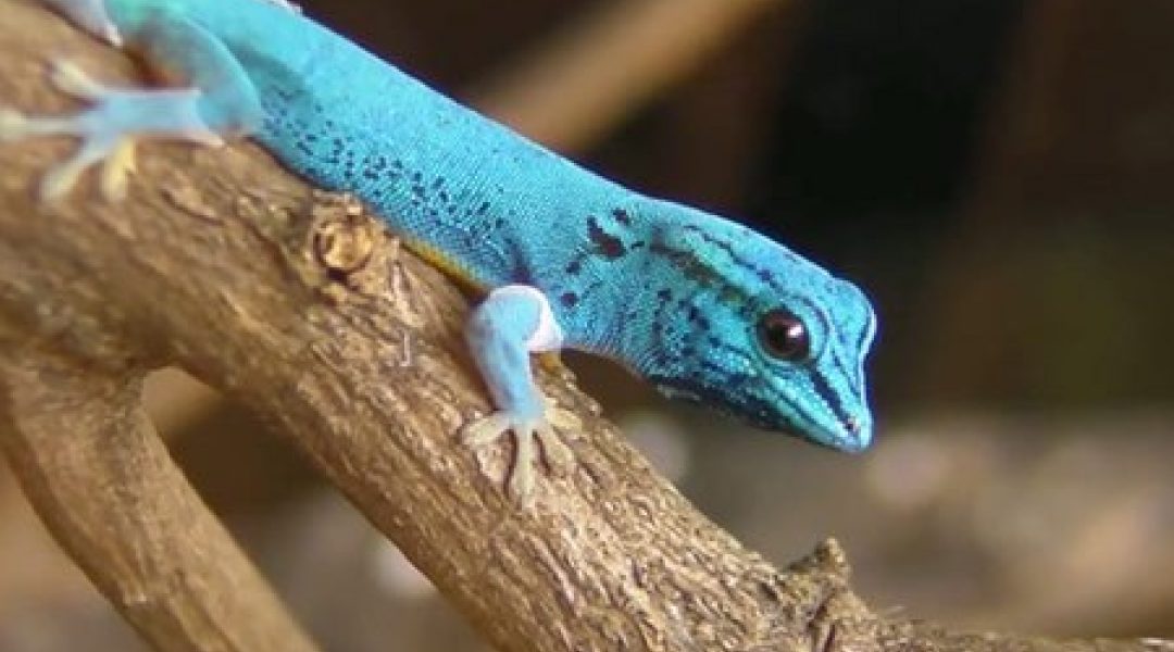 Azuurblauwe gekko op lijst CITES-B-dieren