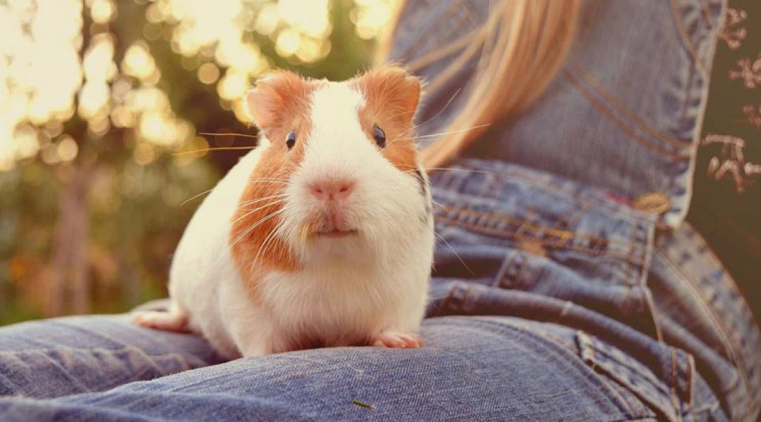 Wat voor leuks organiseerde jij op dierendag?
