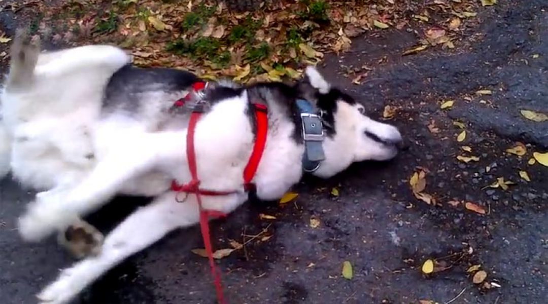 Facebook-groep over epilepsie bij honden