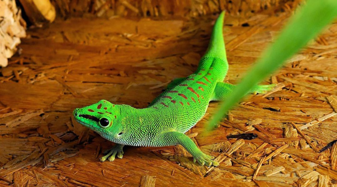 Voorkom salmonella-infecties door reptielen: tips voor handelaren en houders van reptielen