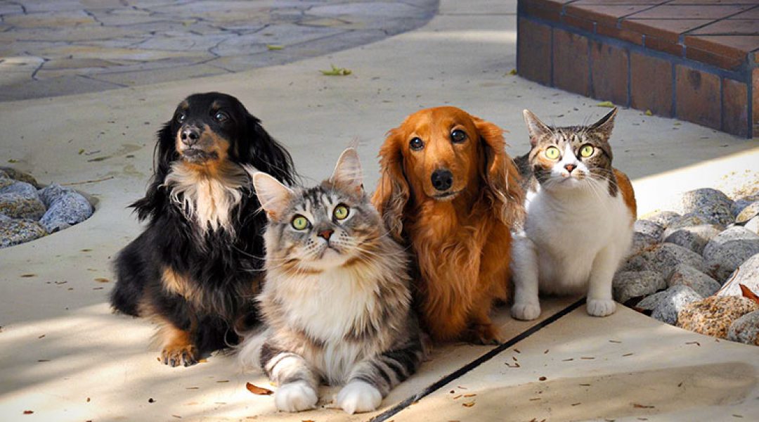 Max blijft populairste hondennaam, nieuwe nummer 1 in top 5 van kattennamen