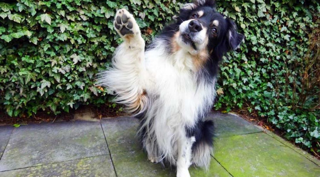 Dutch Pet Conference en hondenrecordpoging op Animal Event