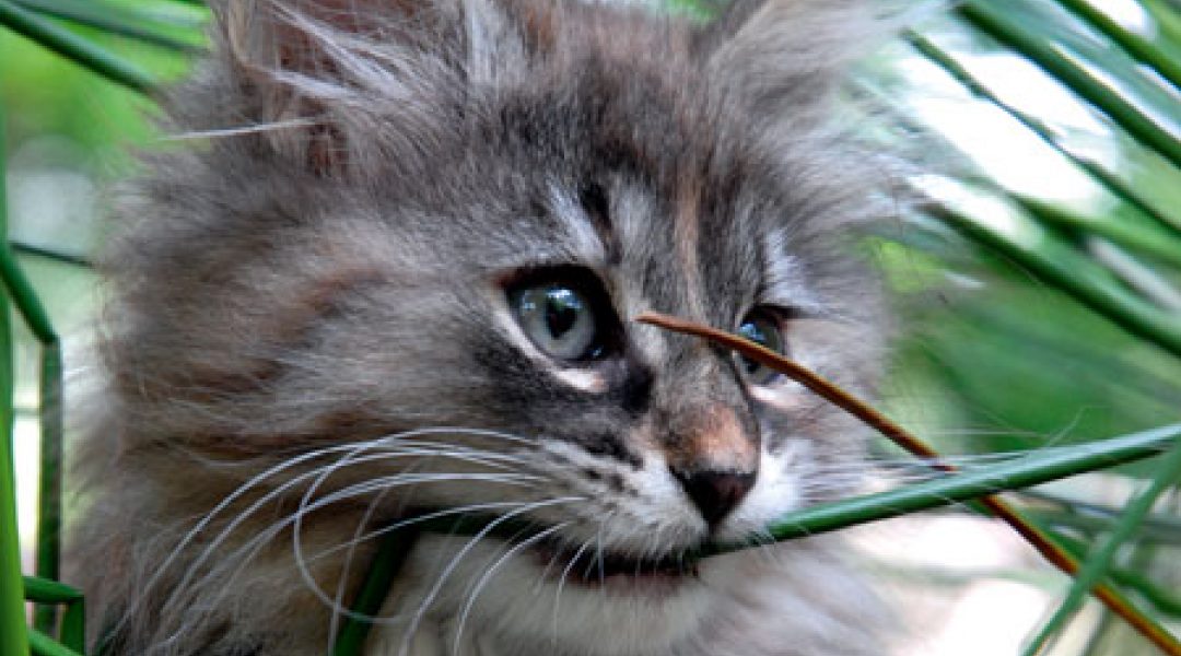 Mag een kitten al uit het nest? Check eerst Kittenleeftijd.nl