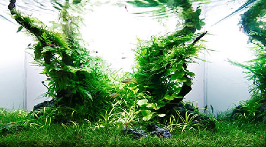 Persbericht: Demonstraties aquascaping op Dibevo-Vakbeurs