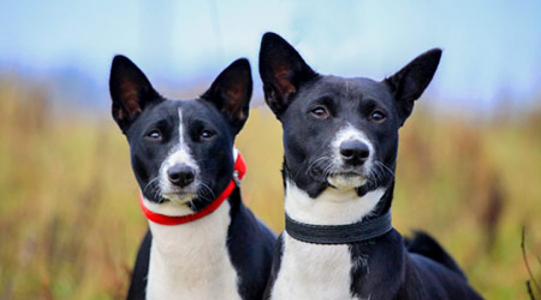 Dominantie bij honden: achterhaald of verrassend doordacht?
