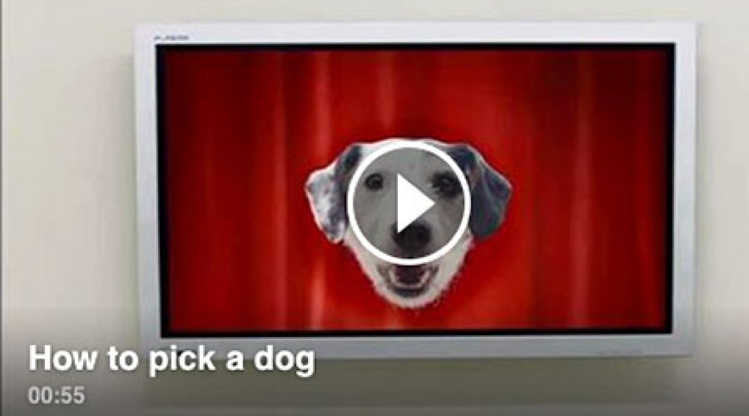 Hond met uitgekiende marketingstrategie