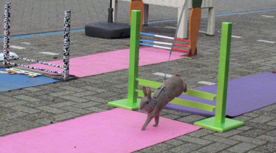 Konijnen-hop demonstratie bij Faunaland van Grootel Horst
