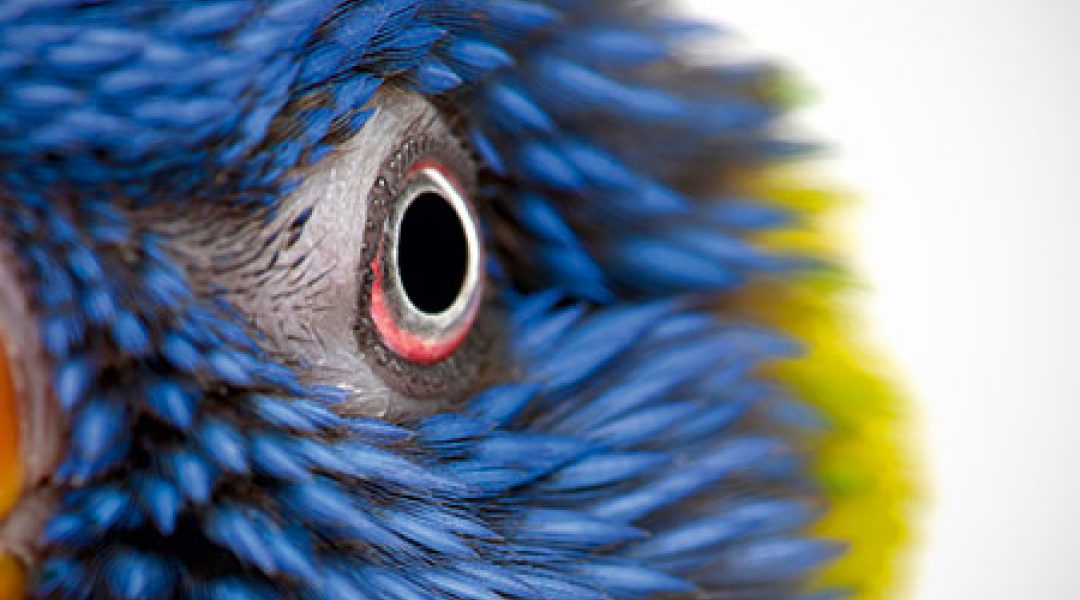 Maatregelen vogelgriep versoepeld: wat mag er weer?