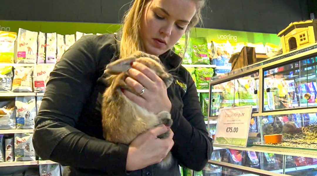 Meer weten over zoönosen bij gezelschapsdieren? Volg de nieuwe e-learningmodule