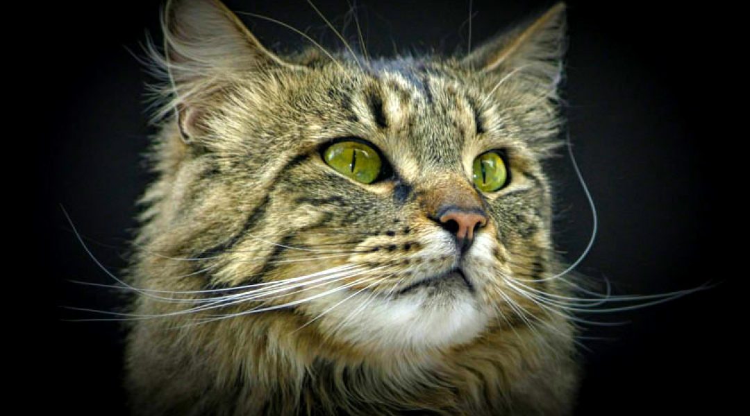 Internationale kattenshow bij Intratuin Zoetermeer
