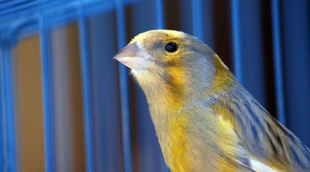 Vanaf 1 juli 2017 aparte ruimtes voor zieke dieren verplicht