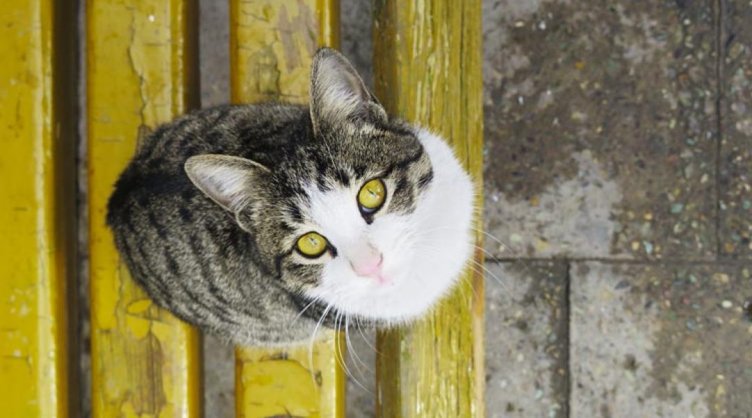 Uitbraak kattenziekte: blijf alert