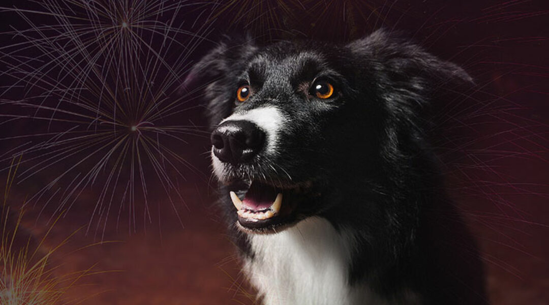 DogTalk organiseert webinar ‘Hond & vuurwerk’