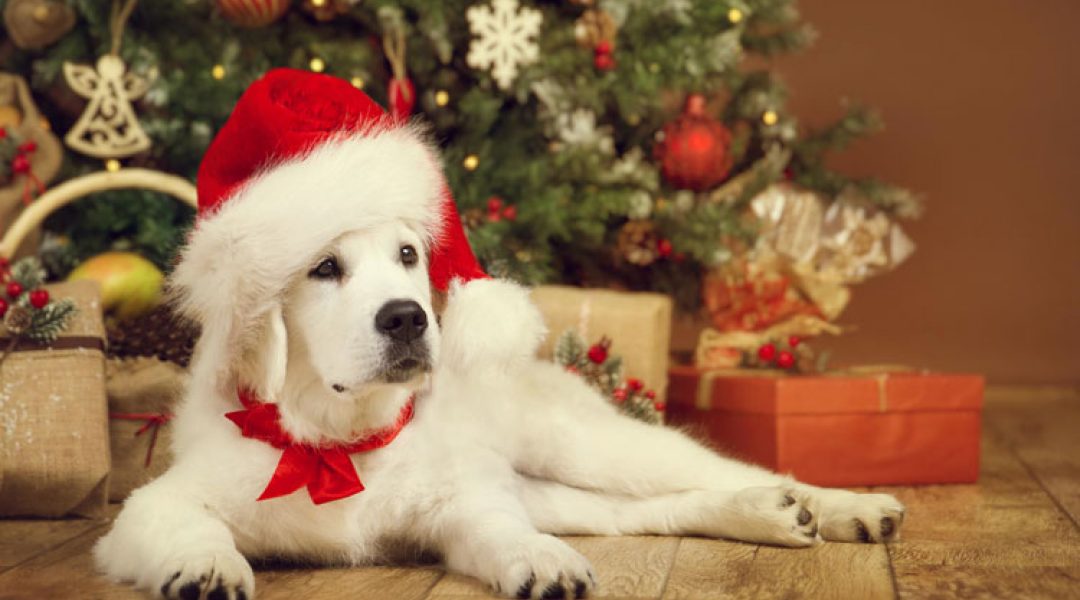 Pets Place Muiden organiseert liefdadigheidsactie met kerstdagen