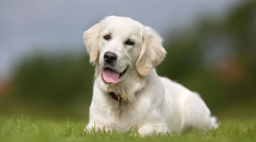 Puberhond centraal op KynoCongres 2019
