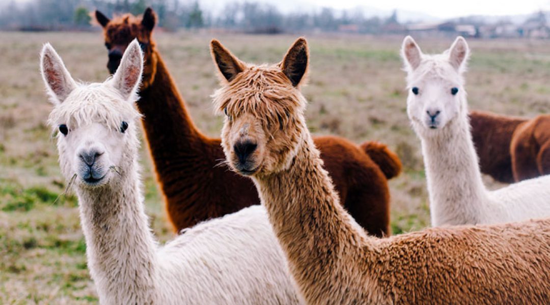 Voorkom dat exotische dieren ‘ondergronds’ gaan