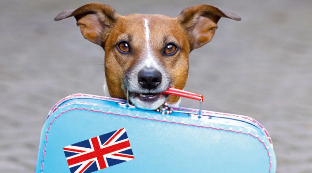 Invoercontroles op gezelschapsdieren na harde Brexit