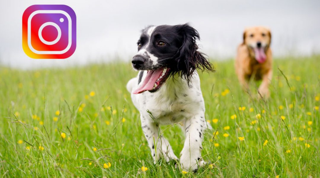 EXTRA Dibevo-workshop ‘Instagram voor huisdierenspecialisten’