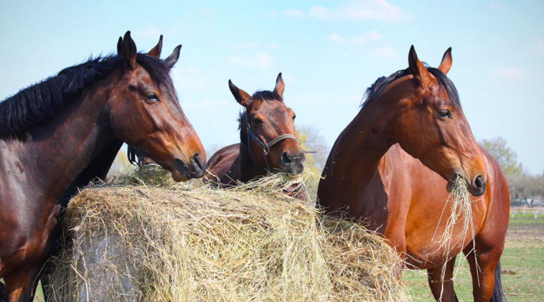 Paardenbrunch bij opening Pets Place Veldhoven