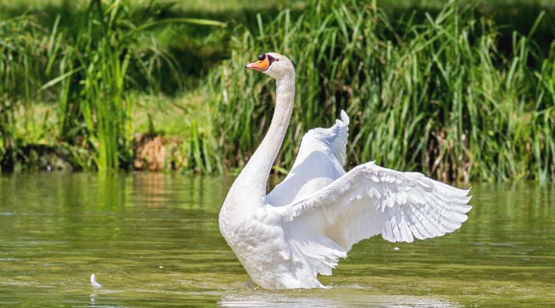 Honderden vogels bijna vernietigd bij Koreaanse grens