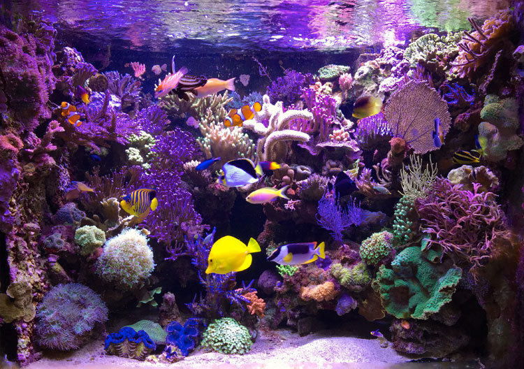 Zee aquarium