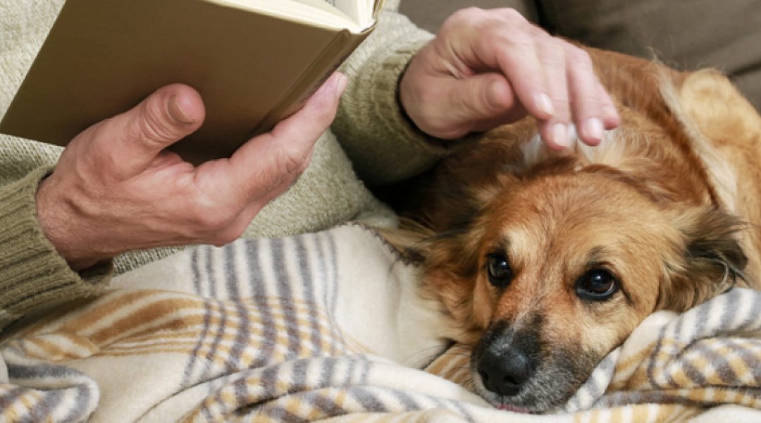 Pet Parents-plan moet senioren gelukkiger en gezonder maken