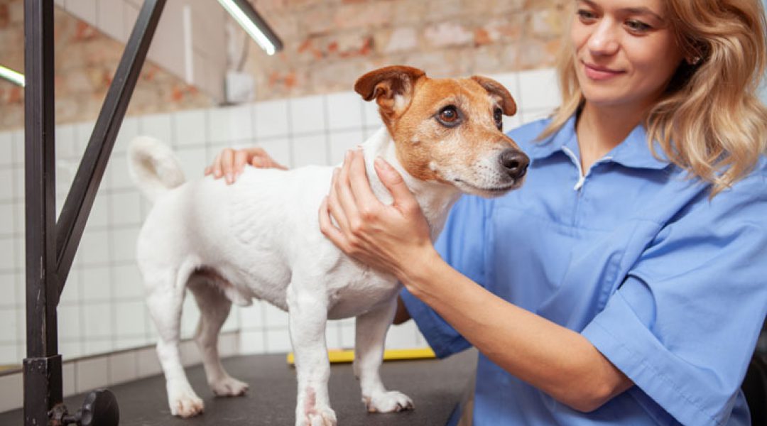 Dierenartsen, entingen en dierenpensions