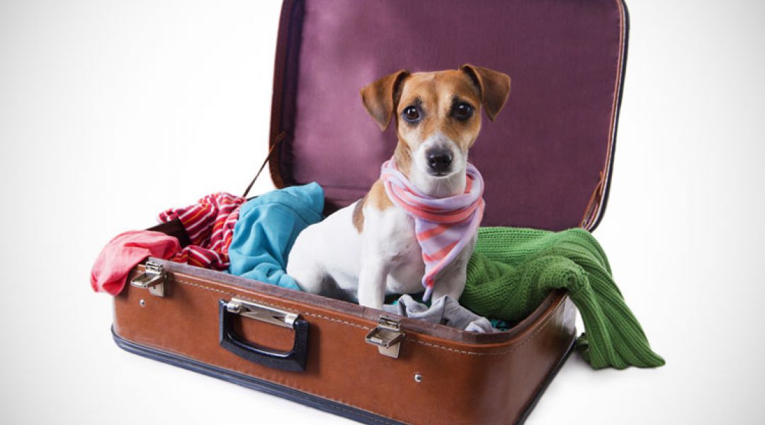 Eén op de drie Nederlanders neemt hond mee op vakantie