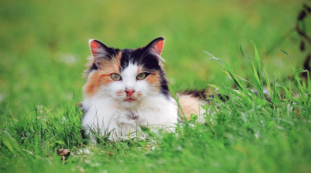 Prins Petfoods/Martin Gaus Academie neemt Katten Academie over