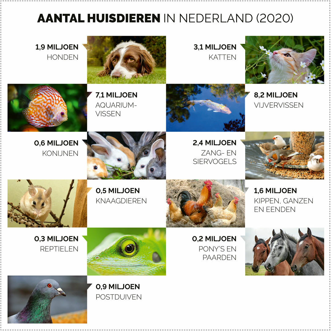 Aantal huisdieren in Nederland (2020)