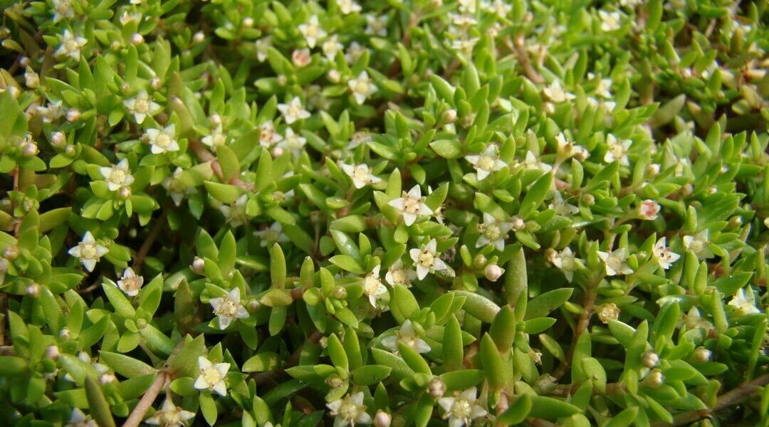 Watercrassula waarschijnlijk op Europese Unielijst van invasieve exoten