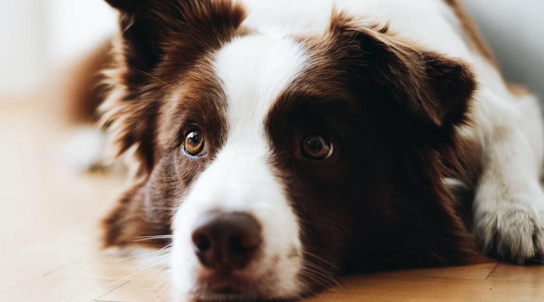 Dierendagakkoord richt pijlen op beter dierenwelzijn
