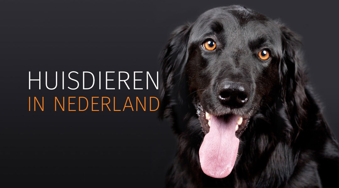 Nederlander vindt huisdier een goed medicijn tegen eenzaamheid