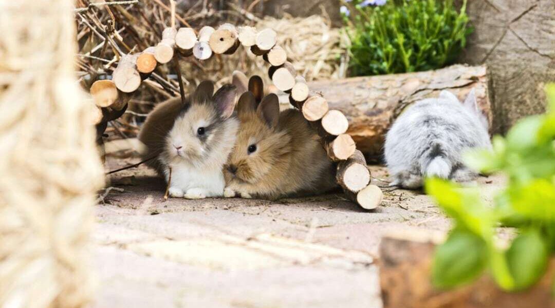 Van Dieren Ontdekpark start crowdfunding voor educatie over konijnen