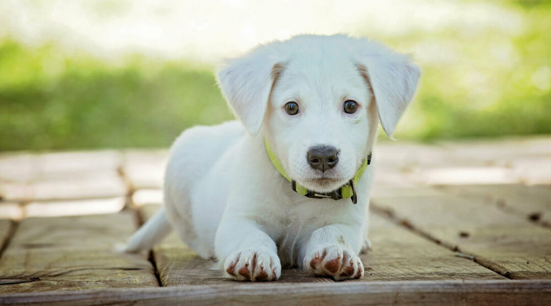 Uitblijven versoepelingen zorgt voor gedragsproblemen bij puppy’s van nu