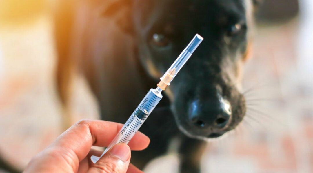Huisdiereigenaren nog veel te weinig doordrongen van belang vaccinatie