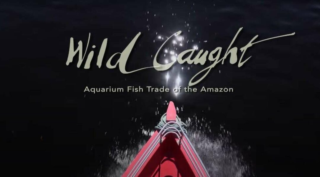 Wild Caught, documentaire over aquariumvisserij in Brazilië