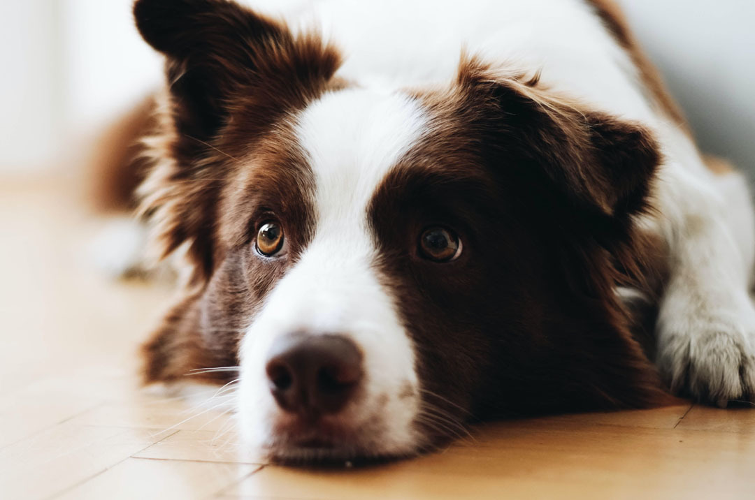 Hond in diergedragstherapie