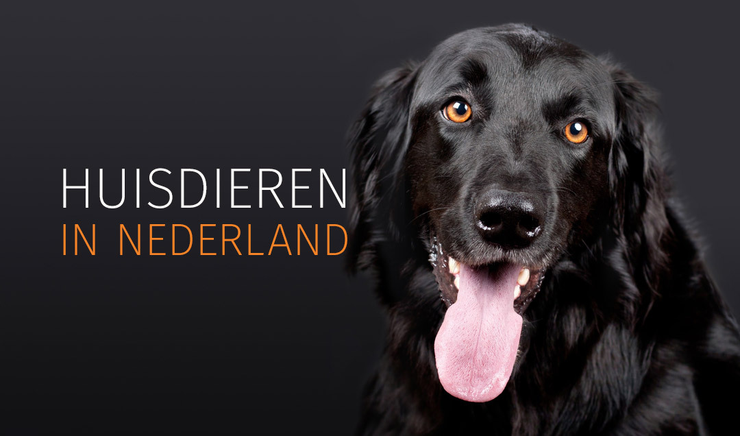 Onderzoek naar aantal huisdieren in Nederland