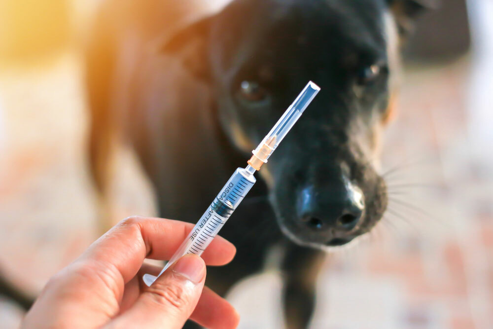 Vaccinatie hond