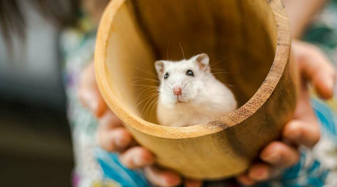 Hamsters mogelijk veroorzakers corona-uitbraak in Hongkong