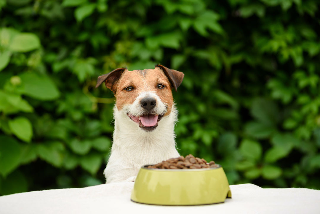Pets Place insectenvoeding hond