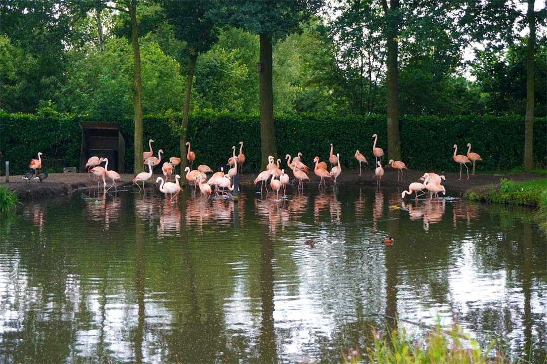 Flamingo’s bij Snavelhof