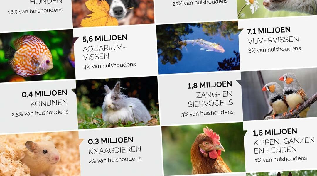 Nederlander blijft trouw aan huisdier, ongeacht hogere kosten