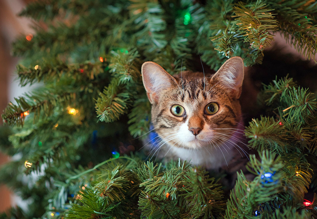 Kat in kerstboom