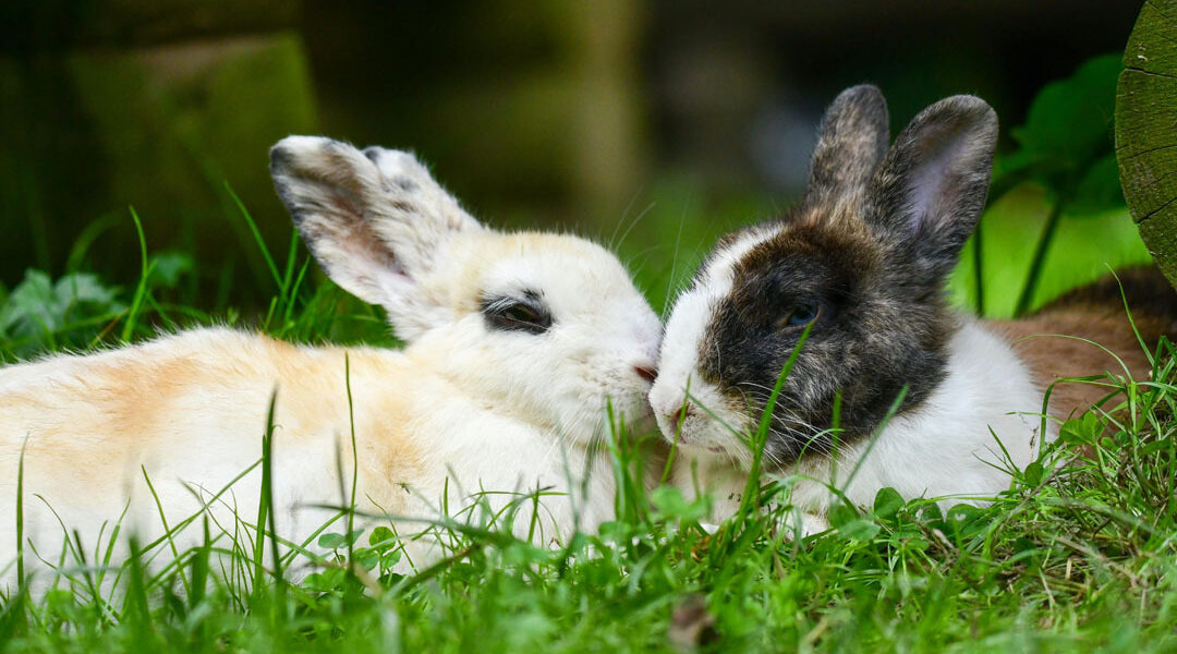 Onderzoek informatievoorziening welzijn konijnen: de uitslag