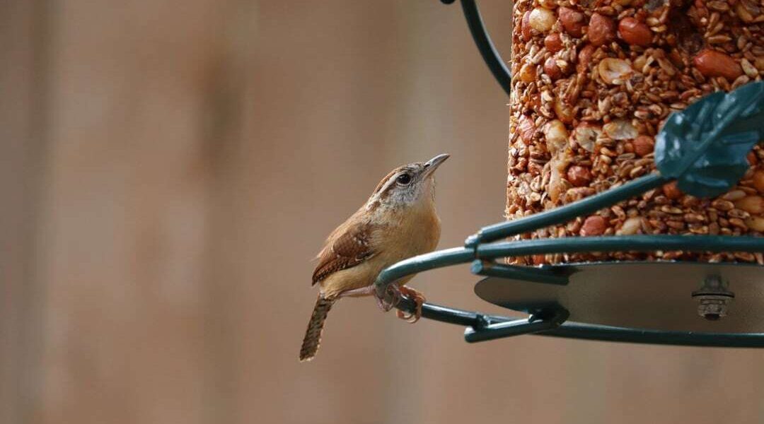 Gewasbeschermingsmiddelen in vogelvoer: onderzoek en onduidelijkheden