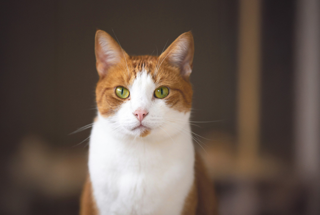 Katten en dierenpensions